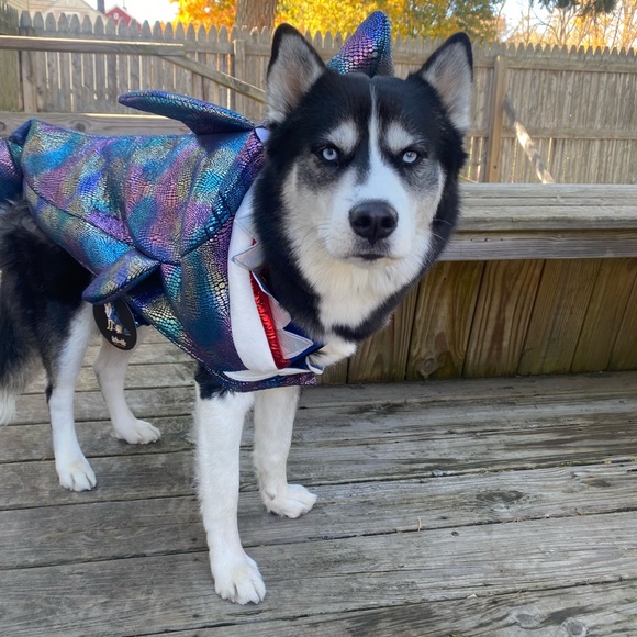 Dog costume - Picture 1 of 1